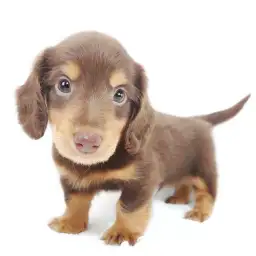 ミニチュア・ダックスフント