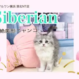 【 サイベリアン 】シルバーカラーの超絶イケにゃんサイベリアン