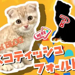 【 スコティッシュフォールド 】猫ちゃんがトレーニング!?スコの成長をご覧あれ!