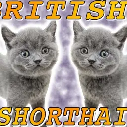 【 ブリティッシュショートヘア 】チャンピオンの子供は容姿も性格もハイグレード!