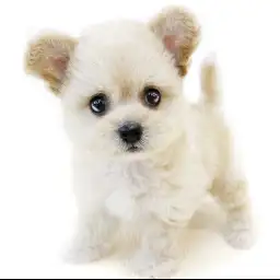 MIX（チワワ×トイプードル）