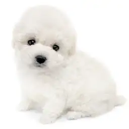 トイ・プードル