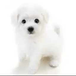 ビションフリーゼ