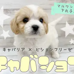 【 MIX 】人気急上昇中!話題のMIX、キャバションの男の子がやって来ました!