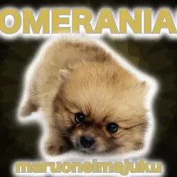 【 ポメラニアン 】超爆毛のオレンジたぬきポメ!女の子みたいなシンデレラBOY!