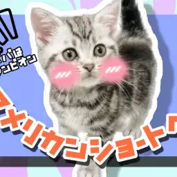 【 アメリカンショートヘア 】パパはグランドチャンピオン!陽気な性格の子猫ちゃん