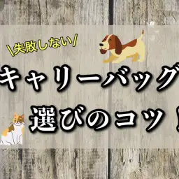 【 グッズ紹介 】おでかけや通院に必須なキャリーバッグ選びのポイントをご紹介!