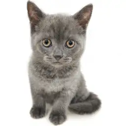 ブリティッシュショートヘア