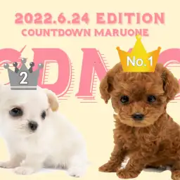 【 6/25CDMOワンツーフィニッシュ！ 】ちーちゃんとぷーちゃんのイイトコロ。