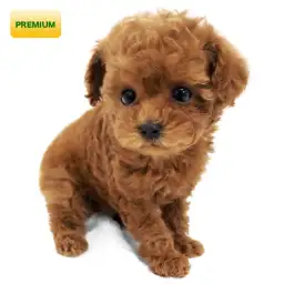 トイ・プードル