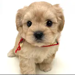 MIX（マルチーズ×キャバリアキングチャールズスパニエル）