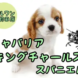 【 キャバリア 】なぜキャバリアは癒し犬と言われるのか?飼いやすさ抜群の秘密公開