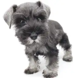 ミニチュア・シュナウザー