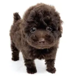 トイ・プードル