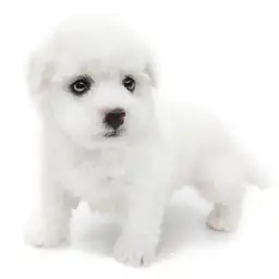 ビションフリーゼ