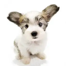 MIX（マルチーズ×パピヨン）