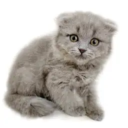 スコティッシュフォールド