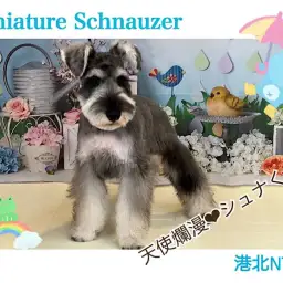 【 ミニチュア・シュナウザー 】天真爛漫な生後4ヶ月のシュナくん！