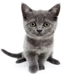 ブリティッシュショートヘア