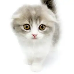 スコティッシュフォールド