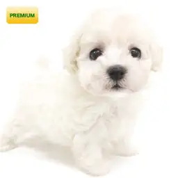 トイ・プードル