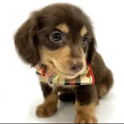 ミニチュア・ダックスフント