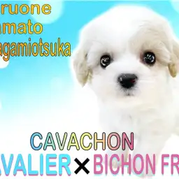 【 MIX 】ダントツのプレビュー数！圧倒的な人気と可愛らしさのキャバション！