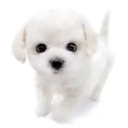 ビションフリーゼ