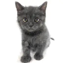 ブリティッシュショートヘア