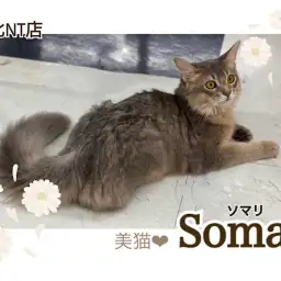 【 ソマリ 】優雅でスタイリッシュな9ヶ月のソマリくん!