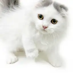 スコティッシュフォールド