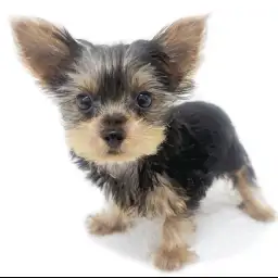 ヨークシャーテリア