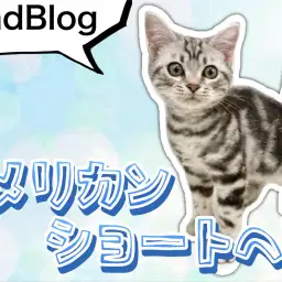 【 アメリカンショートヘア 】初めてのお散歩!美男子アメショくんの現在の姿2nd