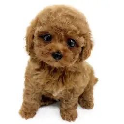 トイ・プードル