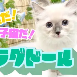 【 ラグドール 】ぬいぐるみの様な猫とはまさにこのこと!超甘々子猫が登場!