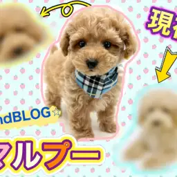 【 MIX犬 】永遠のベビーフェイス!童顔マルプーくんのその後に注目