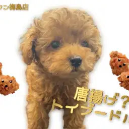 【 トイプードル 】まるで唐揚げ？レッドカラーの小さめトイプードル！
