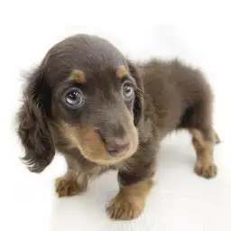 ミニチュア・ダックスフント