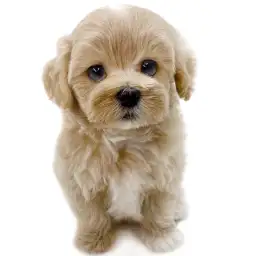 MIX（マルチーズ×トイプードル）