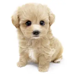 MIX（マルチーズ×トイプードル）