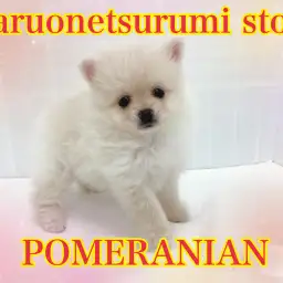 【 ポメラニアン 】おっとりな性格の小さめクリームポメラニアン!