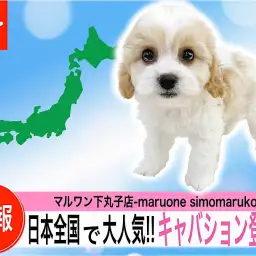 【 MIX 】日本中で大人気!SNSでバズったスーパースター!キャバション登場!