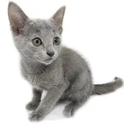 ロシアンブルー