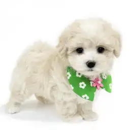 MIX（マルチーズ×トイプードル）