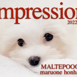 【 MIX 子犬 】生後108日で驚異の体重875gのマルプー！