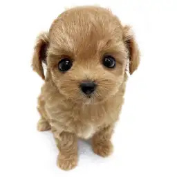 MIX（チワワ×トイプードル）