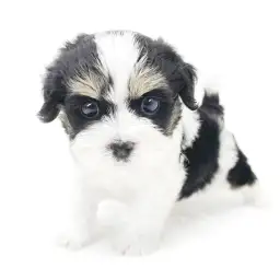 MIX（マルチーズ×キャバリアキングチャールズスパニエル）