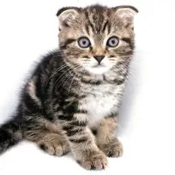 スコティッシュフォールド