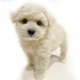 MIX（ビションフリーゼ×トイプードル）