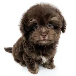 MIX（チワワ×トイプードル）